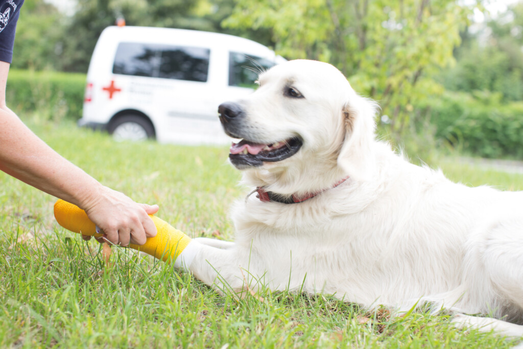 Zelck_-_Erste_Hilfe_am_Hund_Mannheim_QF_69-1024x683 Kurse